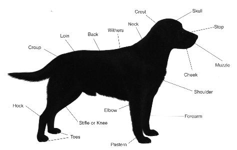 akc labrador breed standard